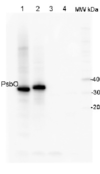 PsbO | 33 kDa of the oxygen evolving complex (OEC) of PSII (anti-peptide) in the group Antibodies Plant/Algal / Photosynthesis / PSII (Photosystem II) at Agrisera AB (Antibodies for research) (AS05 092)